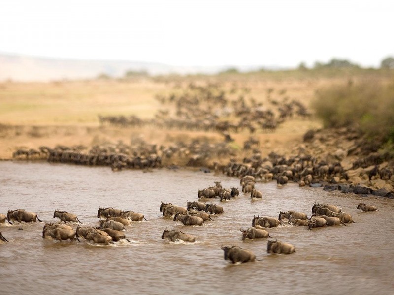 3 Days Masai Mara Wildebeest Migration Safari Tours