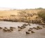 3 Days Masai Mara Wildebeest Migration Safari Tours