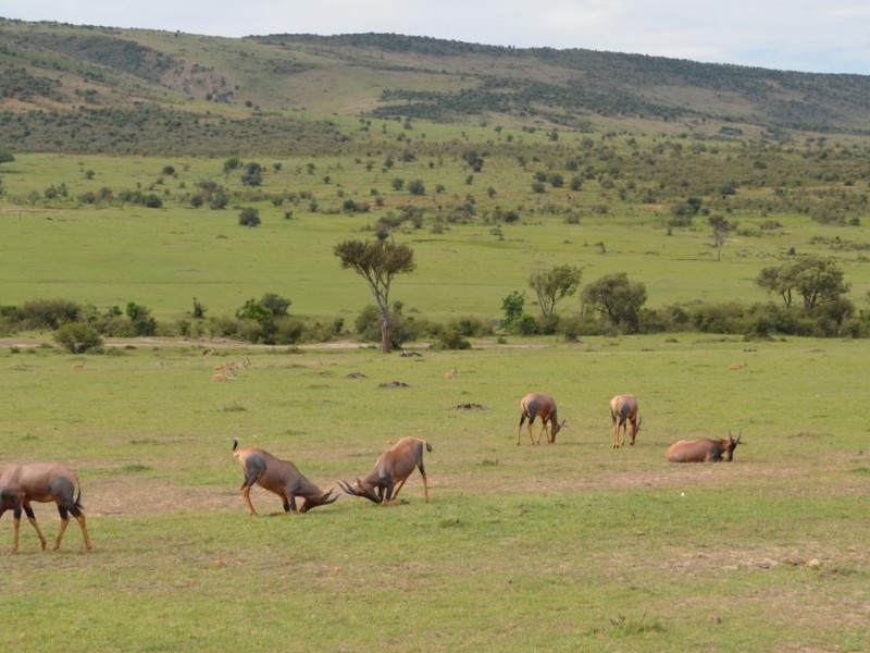 3 Days Masai Mara Wildebeest Migration Safari Tours