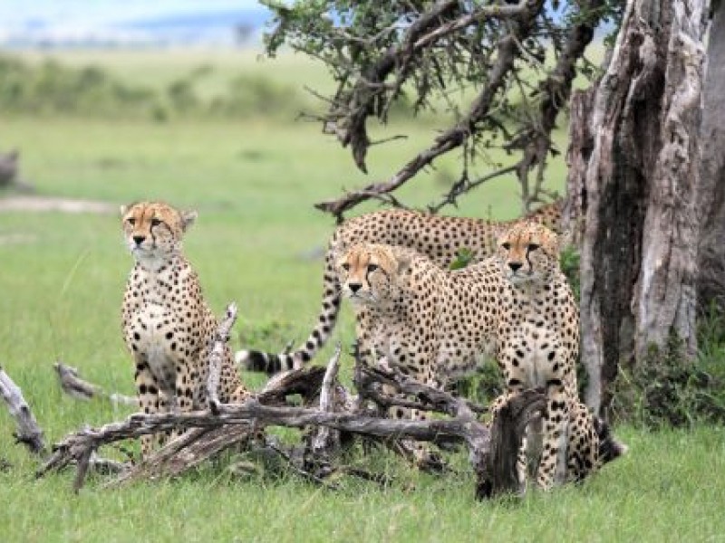 9 Days Kenya Family Safari Holiday Packages