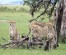 9 Days Kenya Family Safari Holiday Packages