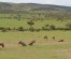 3 Days Masai Mara Wildebeest Migration Safari Tours