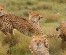 4 Days Masai Mara Budget Camping Safari Tours