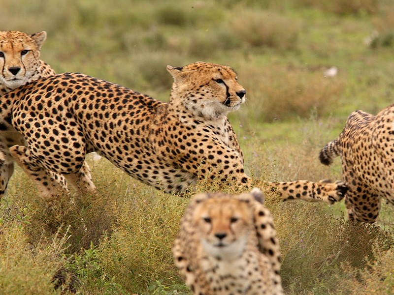 4 Days Masai Mara Budget Camping Safari Tours