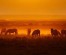 3 Days Masai Mara Wildebeest Migration Safari Tours