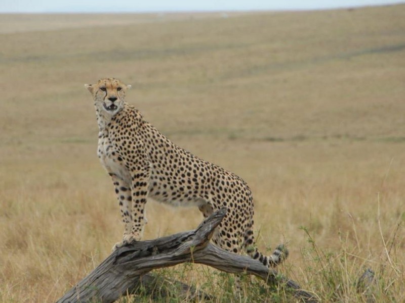 3-Day Special Offer Masai Mara Safari