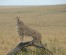 3-Day Special Offer Masai Mara Safari