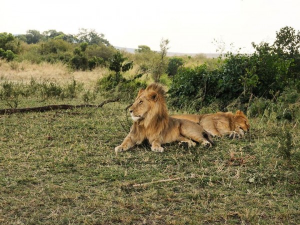 3-Day Special Offer Masai Mara Safari