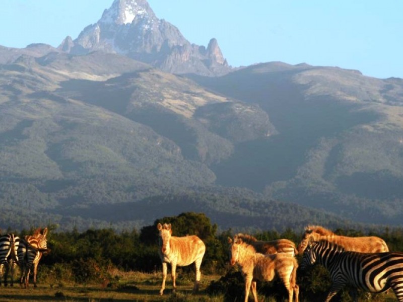 8 Days Solo Travelers Group Safari Holidays Tour Package