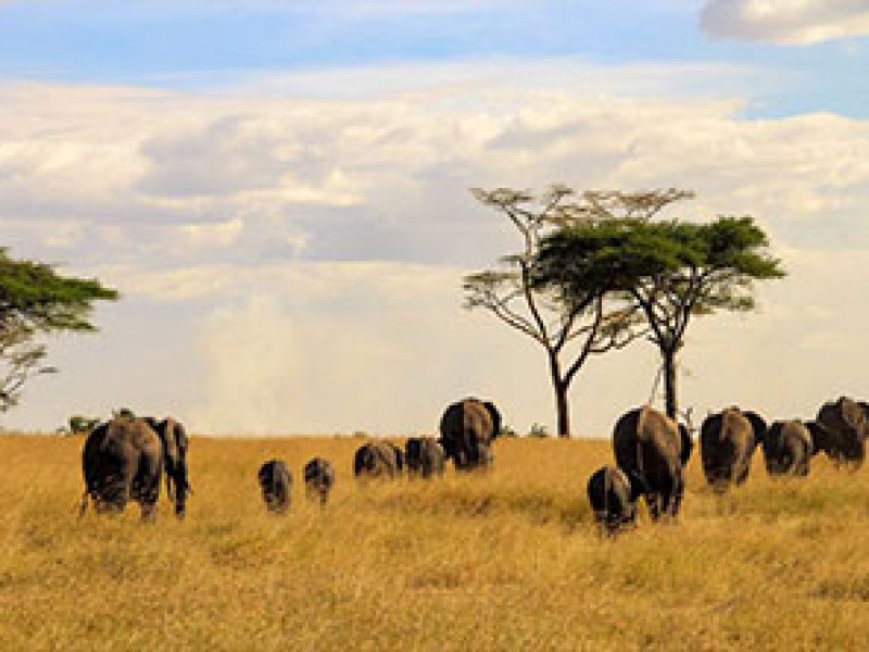 6Day Budget Tanzania Safari Packages