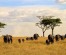 6Day Budget Tanzania Safari Packages