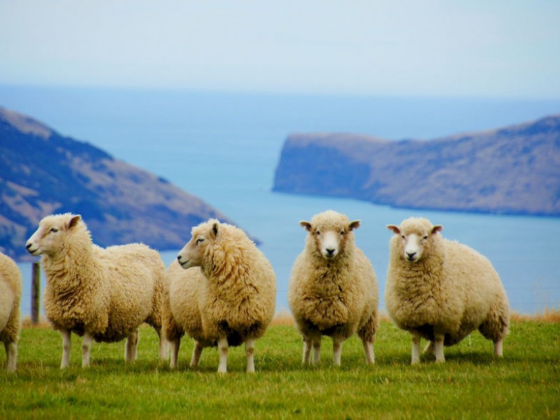 1 Great Day from Auckland - live Sheep Shearing & Sheep Dog Show, Manuka Honey - Private Tour