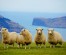 1 Great Day from Auckland - live Sheep Shearing & Sheep Dog Show, Manuka Honey - Private Tour