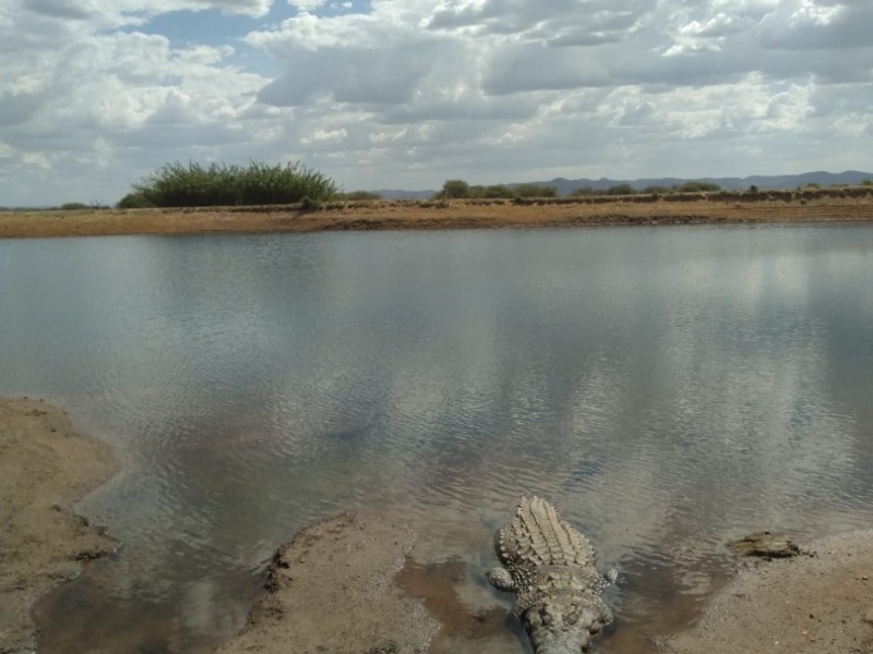 Half day Game drive near Windhoek