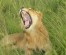 3-Day Special Offer Masai Mara Safari