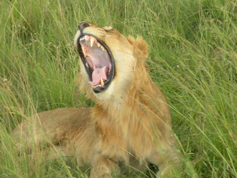 3-Day Special Offer Masai Mara Safari