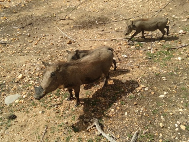 Half day Game drive near Windhoek