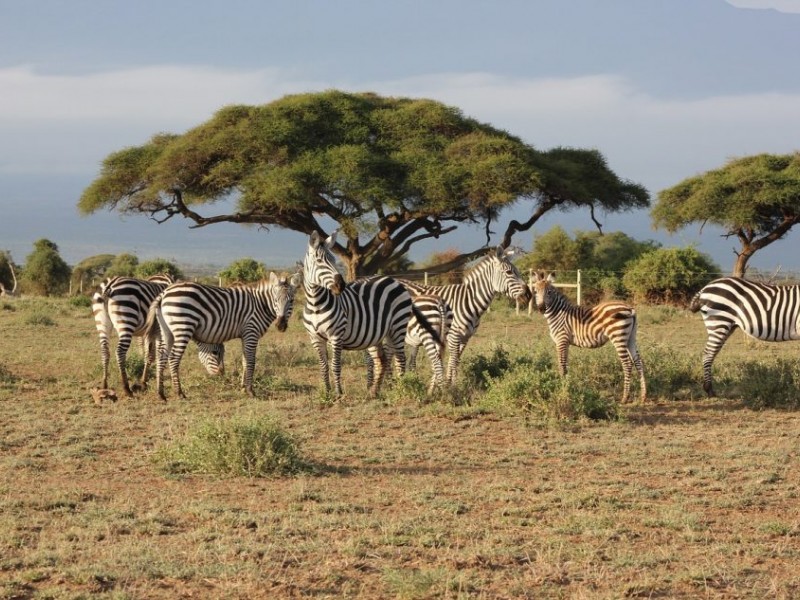 8 Days Solo Travelers Group Safari Holidays Tour Package