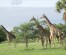 7 Days Tanzania Big 5 Lodge Safari