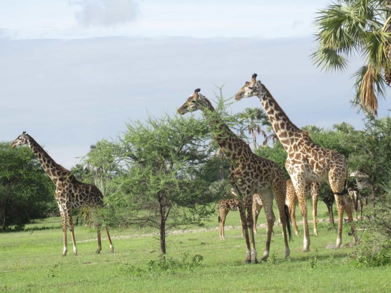 7 Days Tanzania Big 5 Lodge Safari