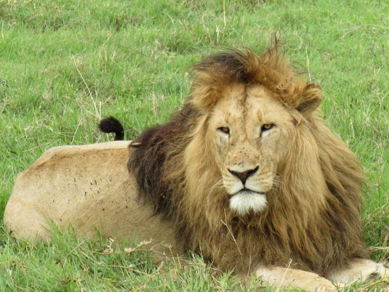 Discover The Best Tanzania Safari Tour for the Wildlife Encounters