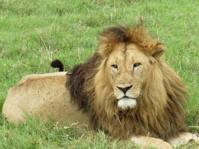 Discover The Best Tanzania Safari Tour for the Wildlife Encounters