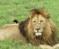 Discover The Best Tanzania Safari Tour for the Wildlife Encounters