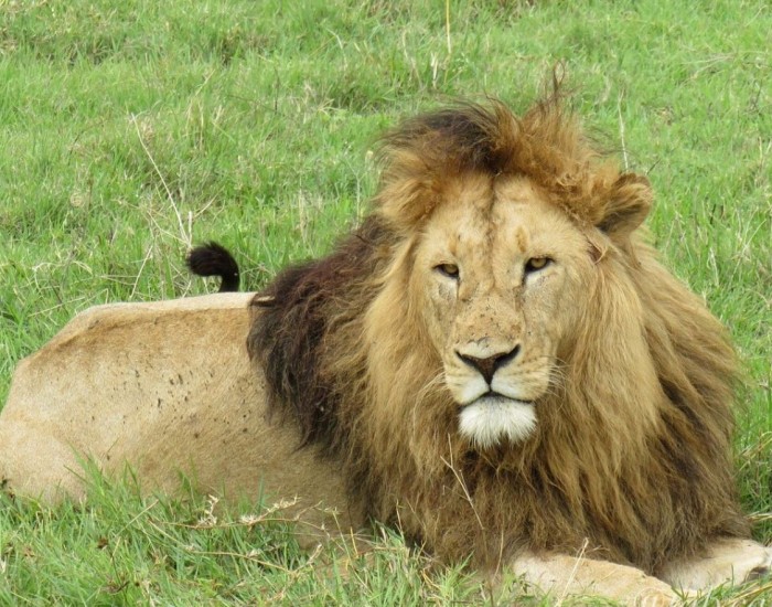 Discover The Best Tanzania Safari Tour for the Wildlife Encounters