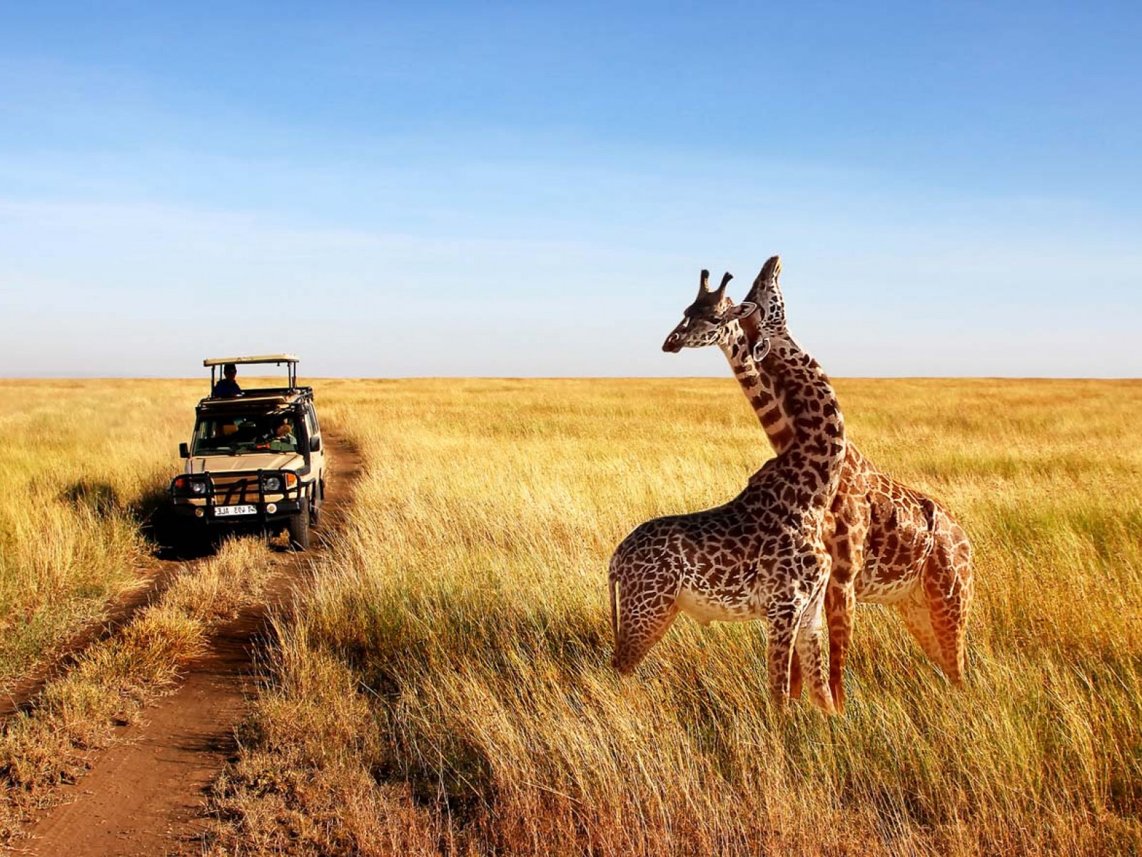 Achteruit Weggooien sponsor Tanzania Safari | 4Days Tanzania Budget Safari Packages - TripMyCity