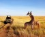 Tanzania Safari | 4Days Tanzania  Budget Safari Packages