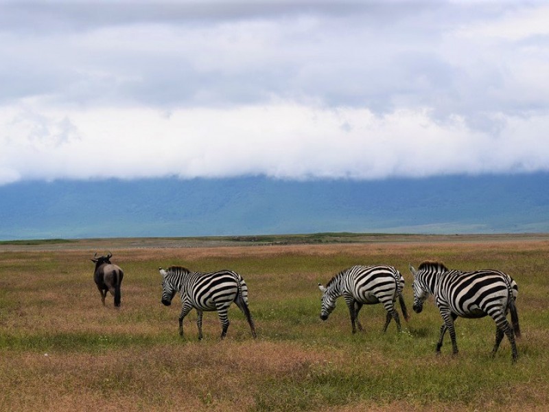 6 Day Budget Tanzania Safari Tour Packages: Lake Manyara National Park, Serengeti  National Park, Tarangire National Park, Ngorongoro crater, and Arusha National park.