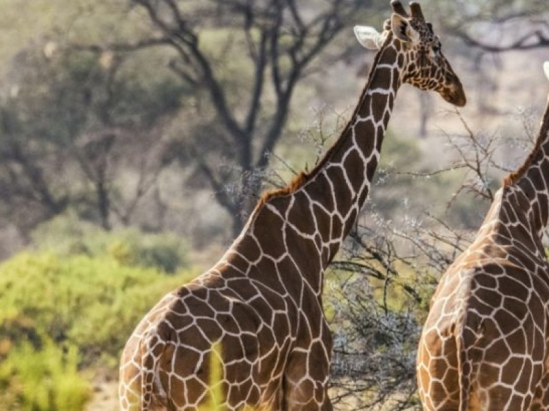 8 Days Safari Lake Turkana Safari Camping Adventure