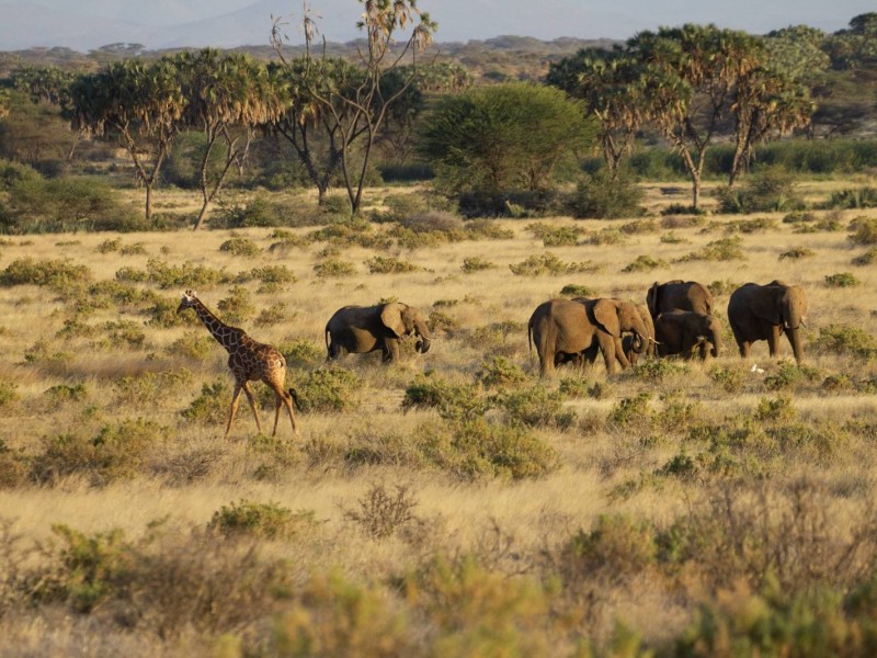 8 Days Kenya Family Safari Holiday