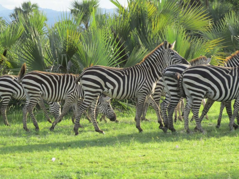 5 Days Private Group Safaris in Tanzania
