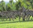 5 Days Private Group Safaris in Tanzania