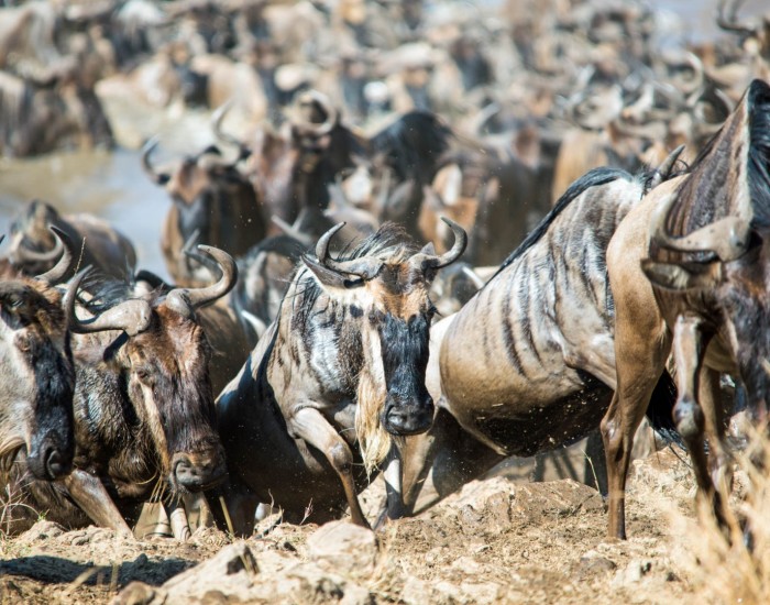 7 Days Tanzania Big 5 Lodge Safari