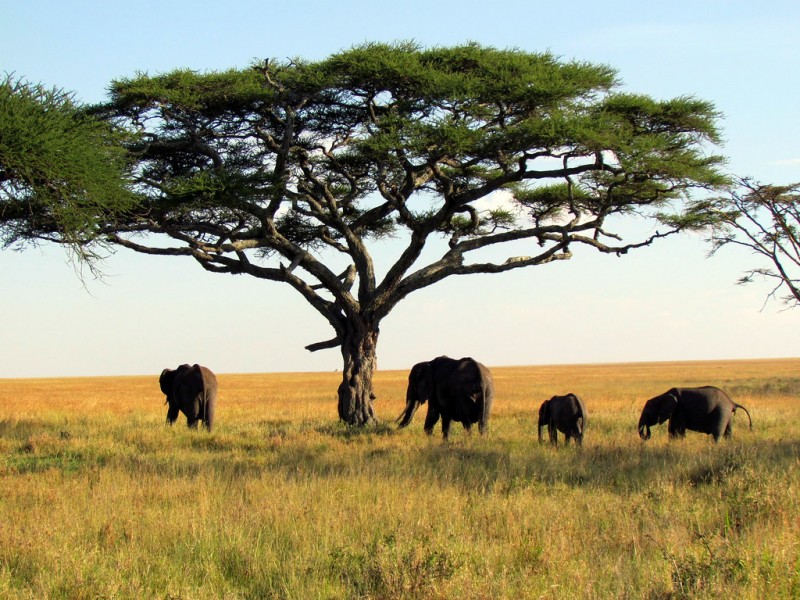 6 Day Tanzania Camping Safari