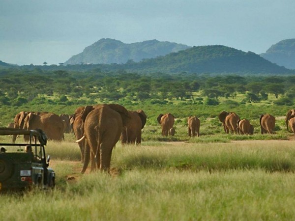 8 DAYS  KENYA SAFARI