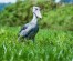 Mabamba shoebill excursion