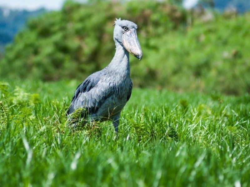 Mabamba shoebill excursion