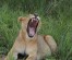 3-Days Murchison Falls Wildlife Tour