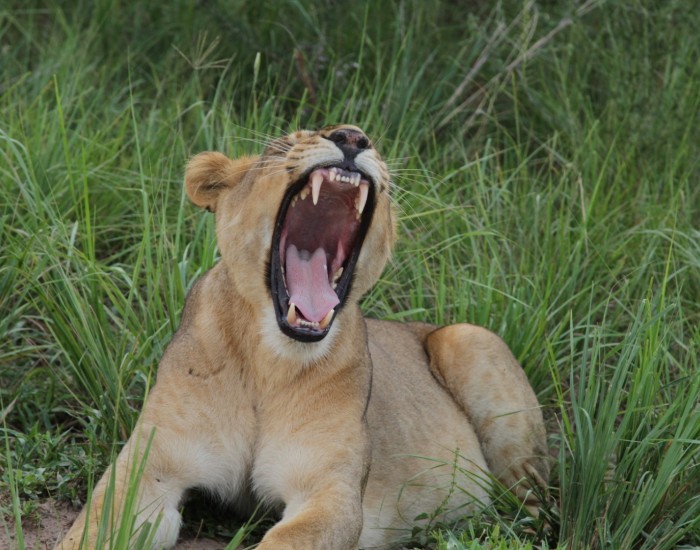 3-Days Murchison Falls Wildlife Tour