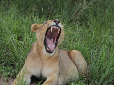 3-Days Murchison Falls Wildlife Tour