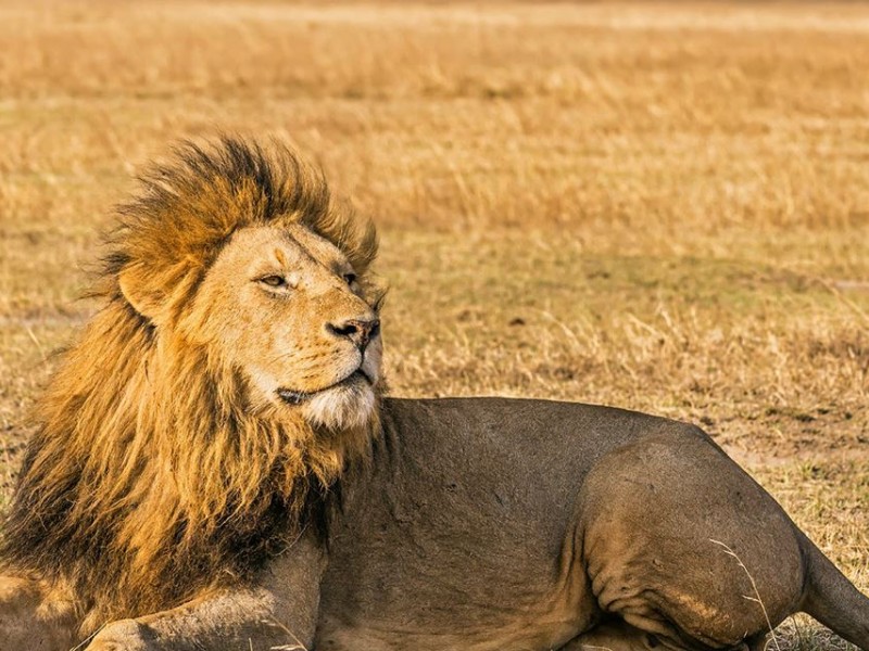 6 Day Budget Tanzania Safari Tour Packages: Lake Manyara National Park, Serengeti  National Park, Tarangire National Park, Ngorongoro crater, and Arusha National park.