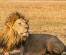 6 Day Budget Tanzania Safari Tour Packages: Lake Manyara National Park, Serengeti  National Park, Tarangire National Park, Ngorongoro crater, and Arusha National park.