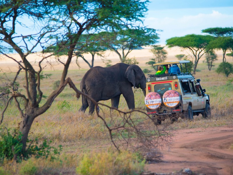 5 Days Tanzania Lodge Safari