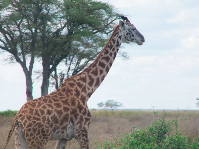 5 Days Private Group Safaris in Tanzania