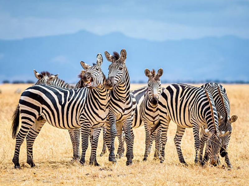 Tanzania Safari | 4Days Tanzania  Budget Safari Packages