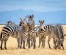 Tanzania Safari | 4Days Tanzania  Budget Safari Packages