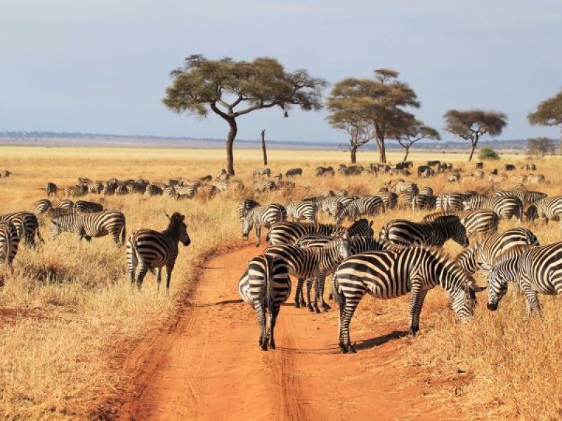 Tanzania Safari | 4Days Tanzania  Budget Safari Packages